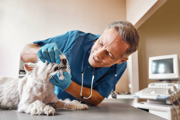 Best Emergency Dental Care for Trauma or Injury in Howards Grove, WI